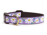 Daisy Teacup Collar and Lead Set